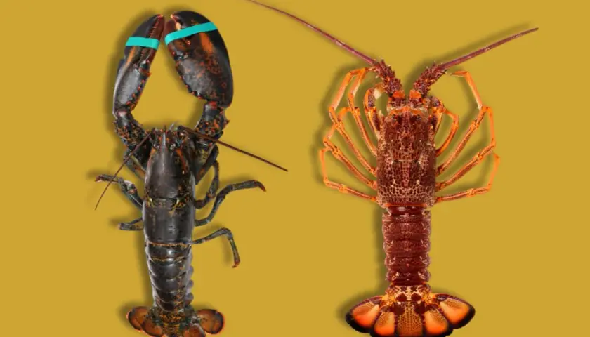 Dos mariscos parecidos a la langosta, uno oscuro con pinzas y otro anaranjado, posan sobre fondo amarillo.