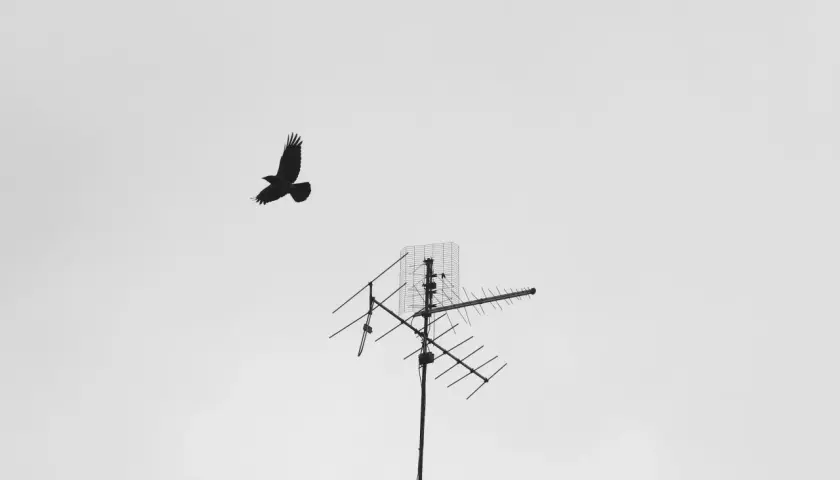 Ptak leci obok starej anteny telewizyjnej. Czy trzeba mieć antenę do telewizora, by oglądać świat?