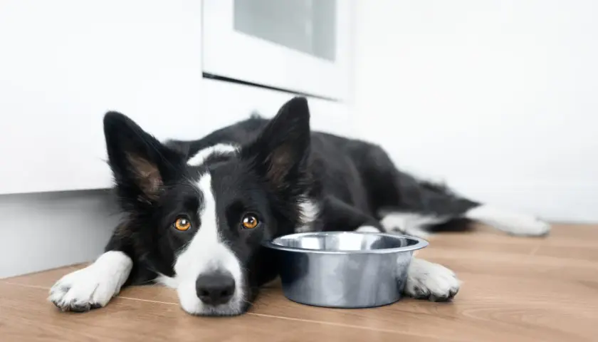 Smutny border collie czarny leży obok pustej miski, czekając na jedzenie.