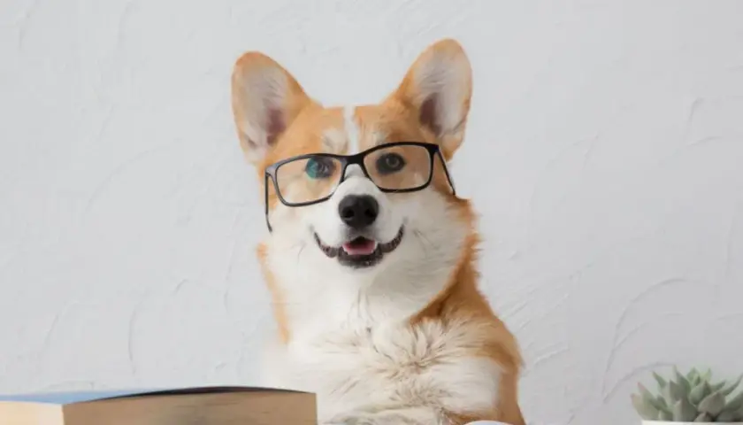 Inteligentny corgi w okularach, otoczony książkami, zgłębia tajniki kynologii.