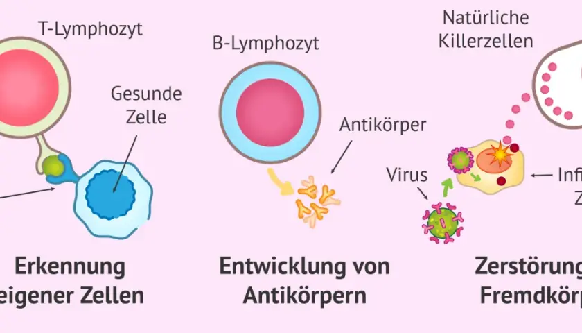 Immunabwehr: T-Zellen erkennen eigene Zellen, B-Zellen bilden Antikörper, natürliche Killerzellen zerstören infizierte Zellen. Dendritische Zellen spielen eine Rolle bei der Aktivierung.