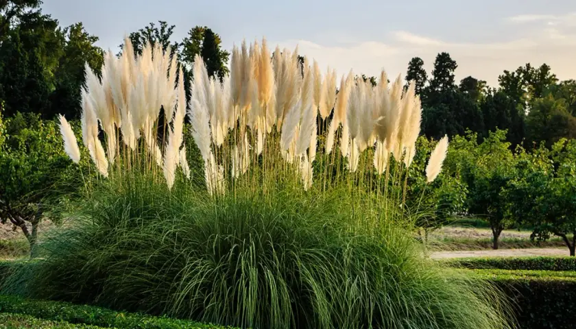 Hohes, flauschiges Pampasgras im Vorgarten, das im Abendlicht leuchtet. Dahinter grüne Bäume und ein blauer Himmel.