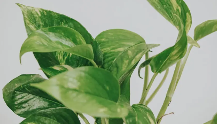 En närbild av en gullranka med gröna blad och inslag av gula blad.