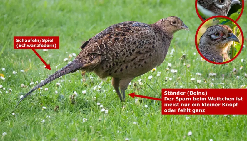 Ein weiblicher Fasan steht im Gras. Seine Schwanzfedern sind lang und gemustert. Kleine weiße Blüten bedecken den grünen Rasen.