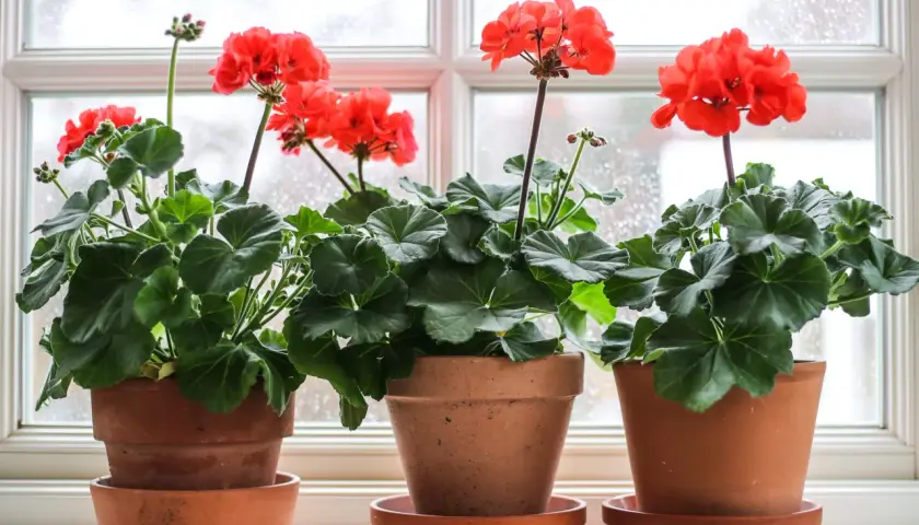 Tre krukor med röda pelargoner i olika pelargon sorter står på en fönsterbräda.