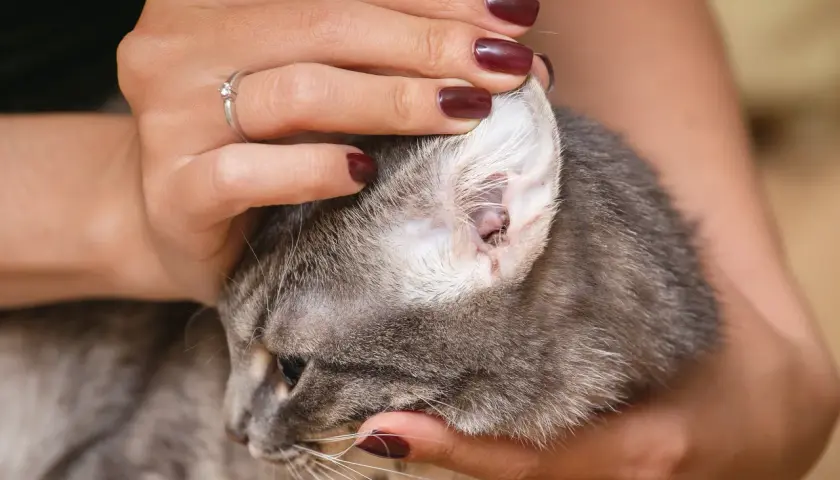 Ohrmilben bei Katzen behandeln: Die besten Medikamente und Tipps