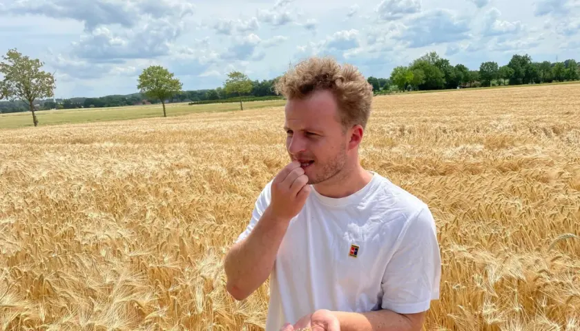 Mann im Feld, der Getreidekörner in der Hand hält und sie betrachtet. Er versucht, das Getreide zu erkennen.