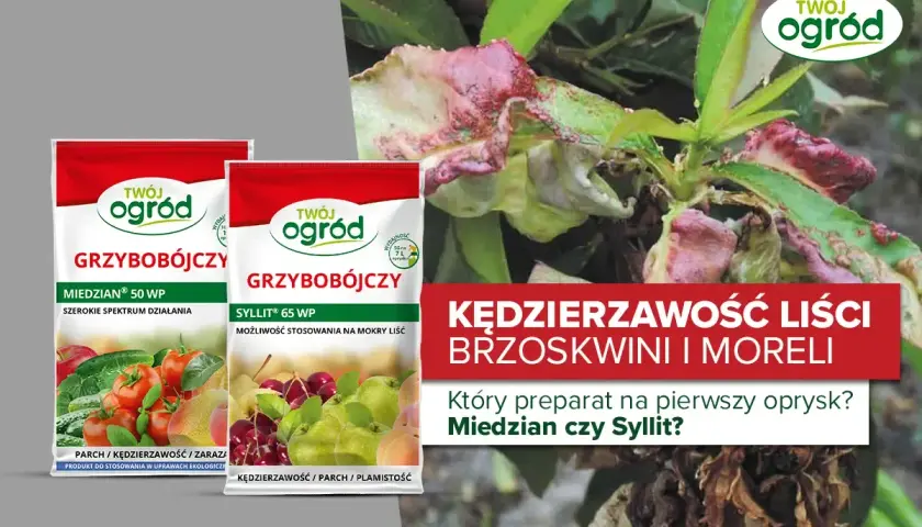 Opakowania Miedzian i Syllit, preparaty grzybobójcze do walki z kędzierzawością liści brzoskwini.