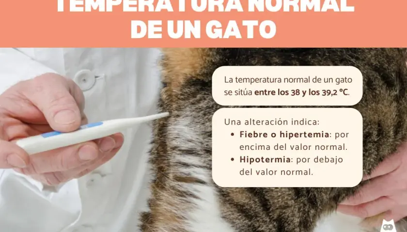 Veterinario mide la temperatura normal de un gato, entre 38 y 39,2 °C. Fiebre o hipotermia son alteraciones.