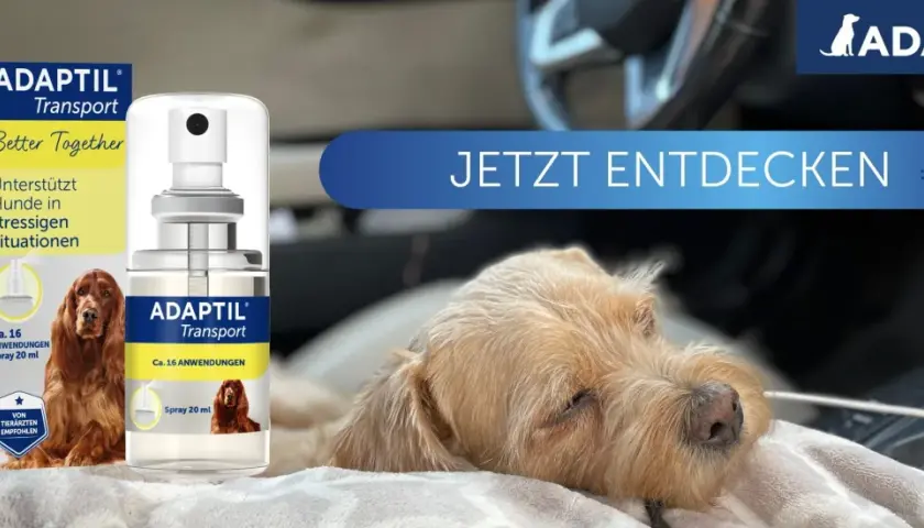 ADAPTIL Transport Spray hilft Hunden bei stressigen Situationen, wie z.B. bei der **Reisekrankheit Hund**. Ein entspannter Hund im Auto.
