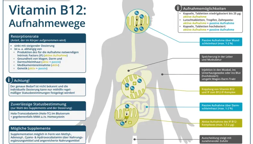 Wichtige Informationen zur Vitamin B12 Ergänzung für Ihre Gesundheit