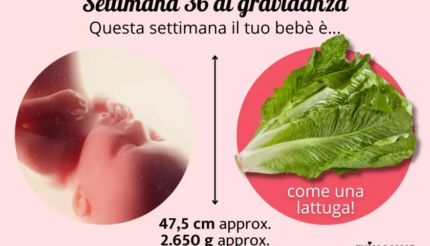 A 36 settimane di gravidanza, il tuo bimbo è grande come una lattuga romana, circa 47,5 cm e 2.650 g.
