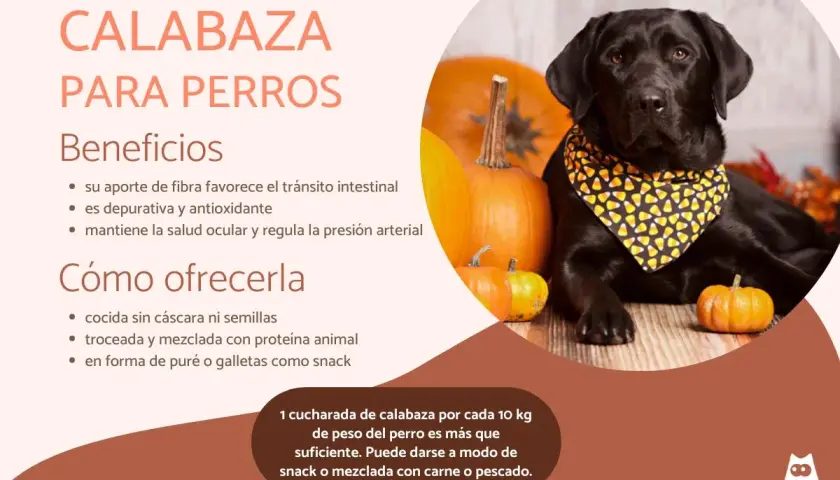 Un labrador negro con un pañuelo de calabaza, rodeado de calabazas. Los perros pueden comer calabaza, es buena para su digestión y salud.
