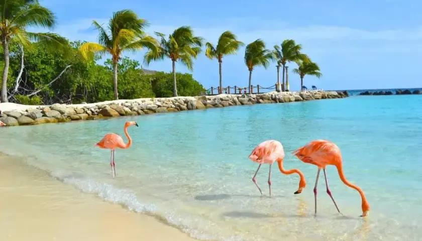 Trzy flamingi brodzą w turkusowej wodzie na plaży. Idealne miejsce na aruba wakacje, z palmami i błękitnym niebem.