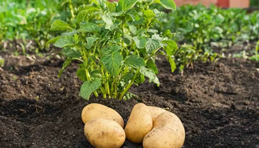 Quatre pommes de terre ratte dorées, fraîchement sorties de terre, reposent devant un plant de pomme de terre verdoyant dans un potager.