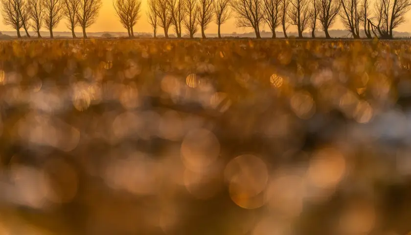 Złote światło zachodzącego słońca oświetla rząd drzew. Piękne bokeh na pierwszym planie, idealne porady fotograficzne dla początkujących.