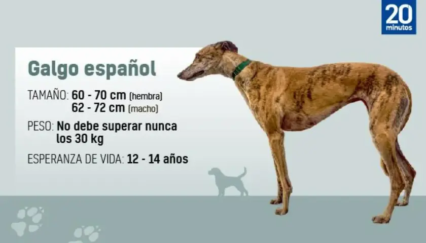 Un elegante galgo español, con su pelaje atigrado y su porte esbelto, se muestra junto a datos sobre su tamaño, peso y esperanza de vida.