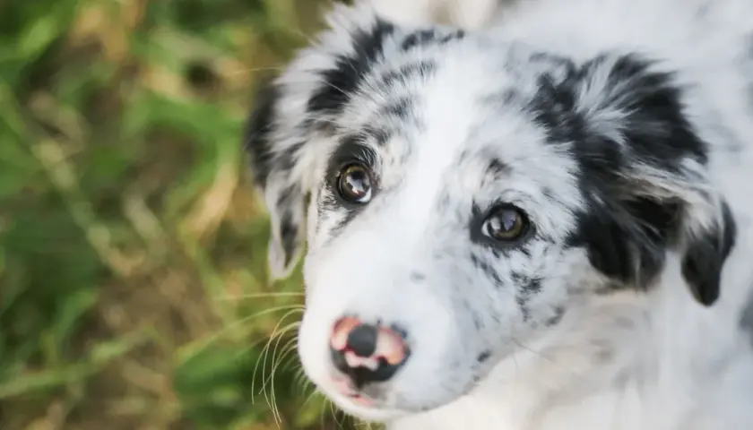 Uroczy piesek z merle umaszczeniem patrzy z nadzieją. Czy Pedigree to dobra karma dla niego?