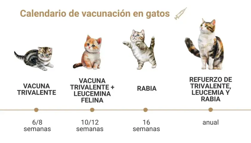Calendario de vacunación felina: qué vacunas necesita un gato. Muestra las vacunas trivalente, leucemia felina y rabia, con sus refuerzos anuales.