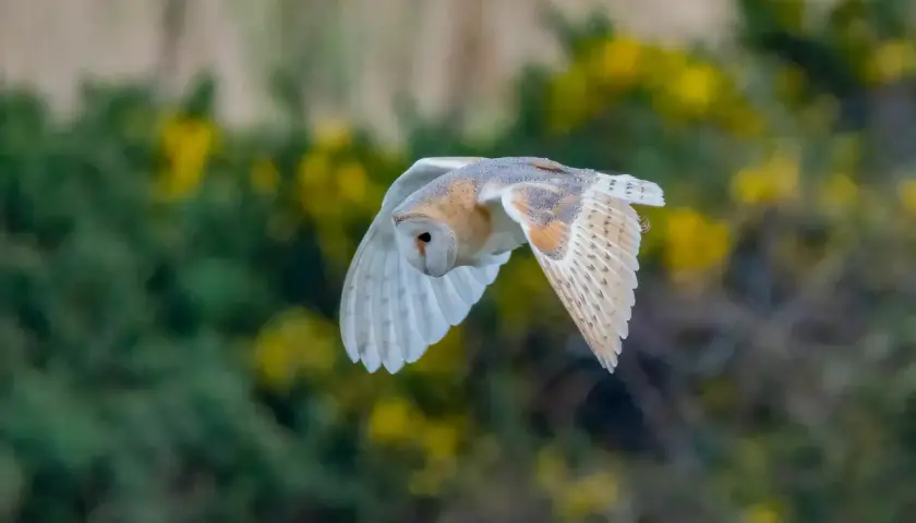 Eine Schleiereule fliegt lautlos durch die Dämmerung. Ihr Ruf ist kaum hörbar, doch ihre majestätische Erscheinung fesselt.