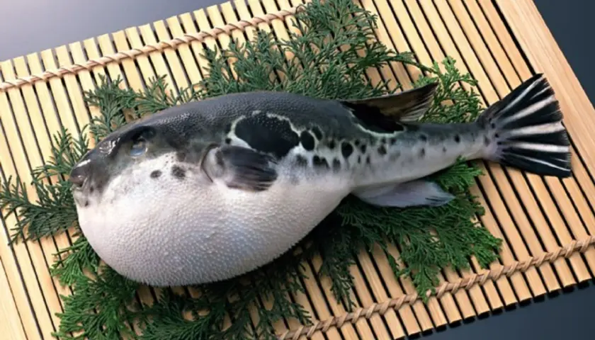 Okrągła ryba fugu, ozdobiona gałązkami iglaków, leży na bambusowej macie.