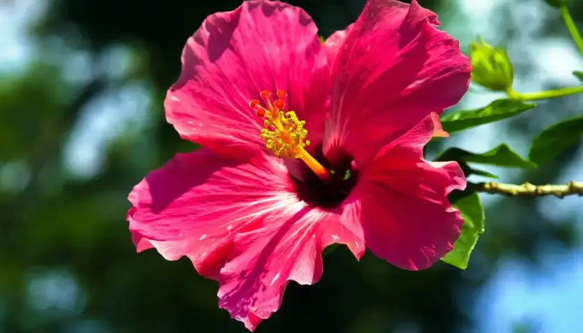 Intensywnie różowy hibiskus ogrodowy, z żółtym środkiem. Czy nadaje się na herbatę? Tak, jego kwiaty są jadalne i często używane do naparów.