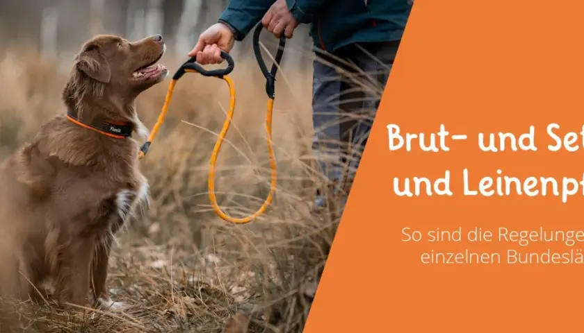 Brauner Hund wartet auf Kommando. Text: Brut- und Setzzeit und Leinenpflicht NRW.
