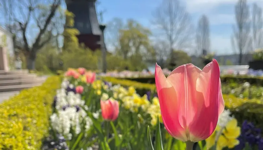 En rosa tulpan i förgrunden, med en blomsterrabatt och en väderkvarn i bakgrunden på Prins Eugens Waldemarsudde.
