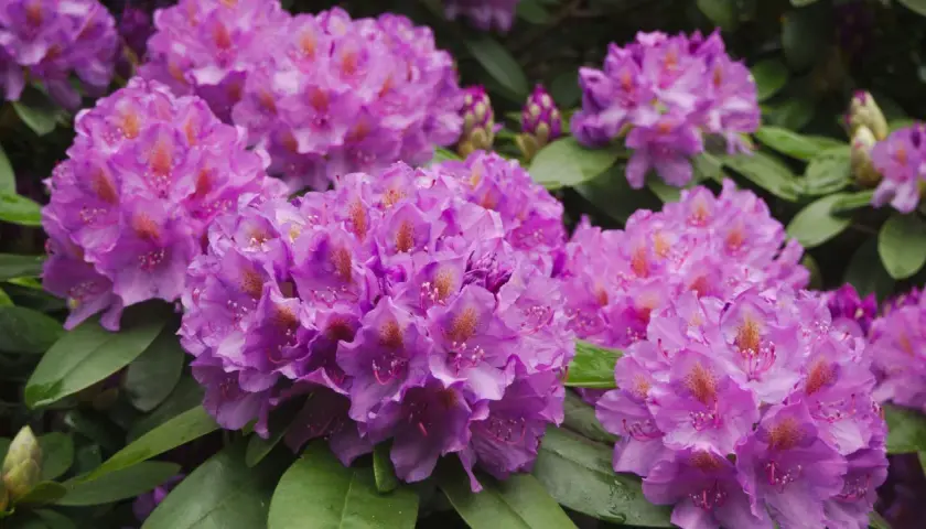 Kwitnące rododendrony w odcieniach fioletu i różu. Warto wiedzieć, jaka ziemia do rododendronów zapewni im najlepsze warunki do wzrostu.