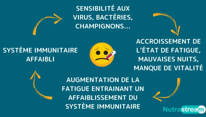 Un cercle vicieux : un système immunitaire affaibli rend sensible aux infections, causant fatigue et manque de vitalité, ce qui affaiblit encore plus le système immunitaire.