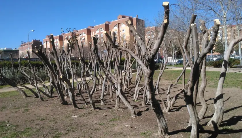 Une rangée d'amandiers taille adulte, aux troncs fins et tortueux, attend le printemps sous un ciel bleu.