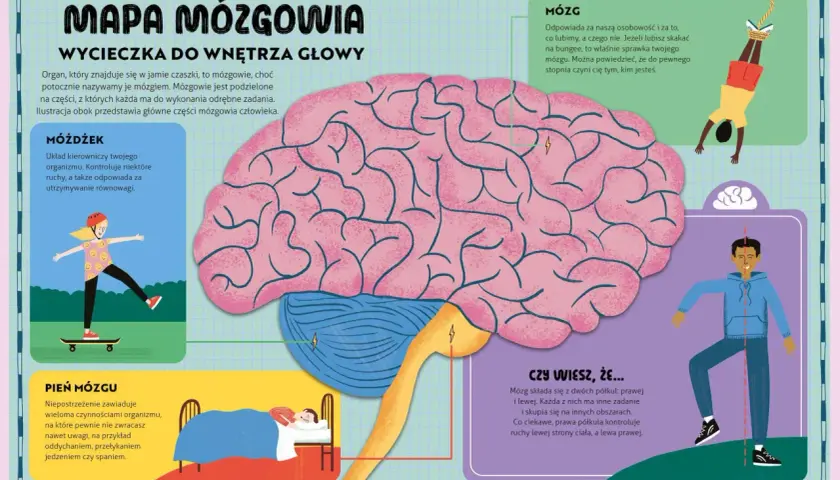 Ilustracja pokazuje mózg i jego części: móżdżek, pień mózgu i mózg. Tak działa mózg, kontrolując ruchy, równowagę, osobowość i funkcje życiowe.
