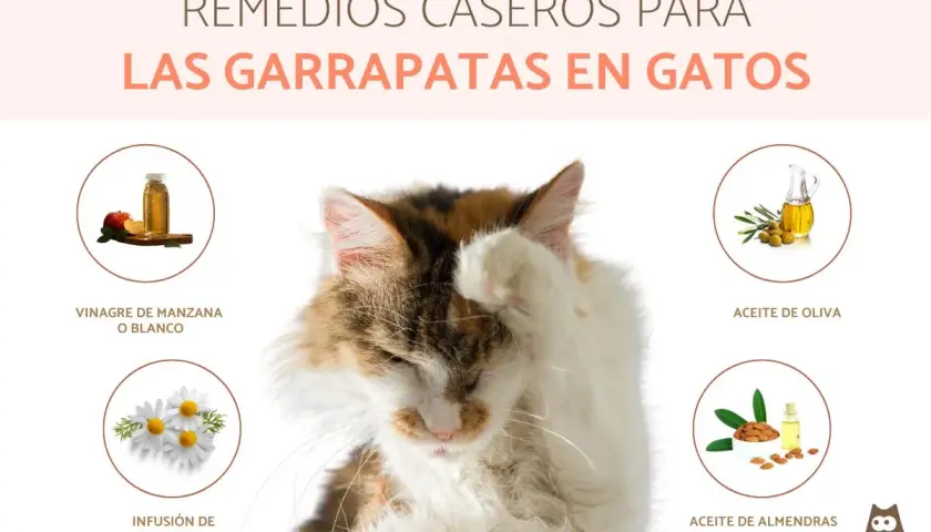 Gato con pata en la cara, rodeado de remedios caseros para eliminar garrapatas en gatos: vinagre, manzanilla, aceite de oliva y almendras.