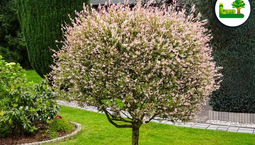 Ein bunter Baum mit rosa und weißen Blättern. Wann harlekinweide schneiden? Am besten im Frühjahr, um das Wachstum zu fördern.