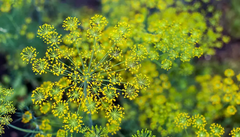 Fiori gialli di finocchietto selvatico, alcuni sembrano ombrellini. Attenzione, non tutto il finocchietto selvatico è commestibile, alcuni sono velenosi.
