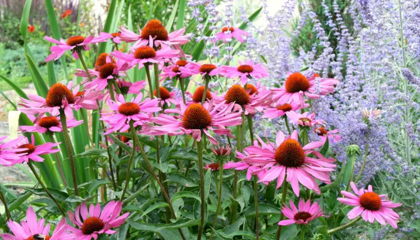 En grupp rosa solhattar med orange mitt, blommor på p. Bakom syns lila lavendelblommor.