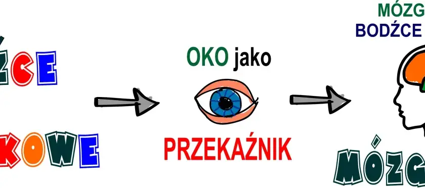 Bodźce wzrokowe trafiają do oka, które jest przekaźnikiem. Mózg odbiera bodźce wzrokowe, a potem mózg widzi.