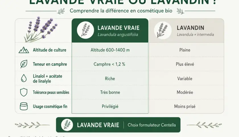 Tableau comparatif : Lavande vraie vs Lavandin. Découvrez les bienfaits de la lavande séchée pour la cosmétique bio.