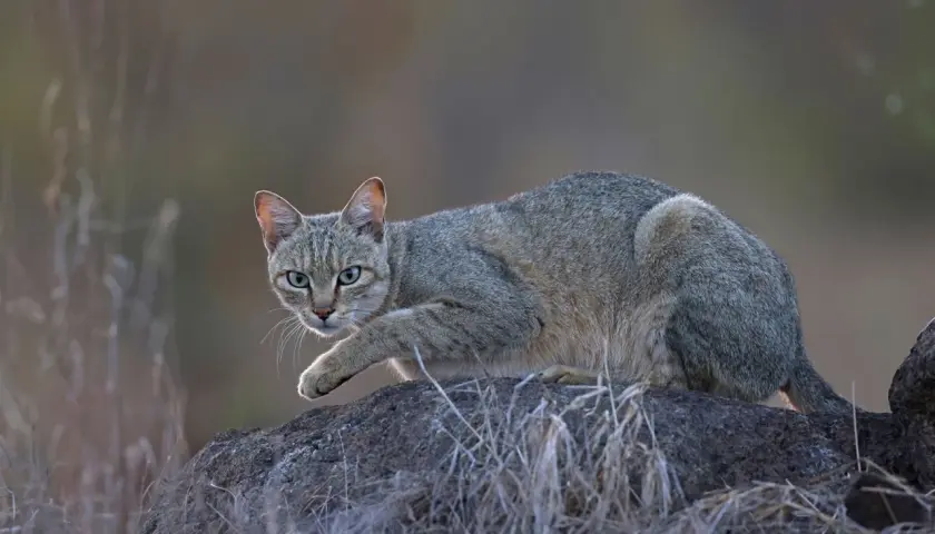 Gato montés doméstico, con pelaje grisáceo y ojos verdes, acecha sobre una roca.