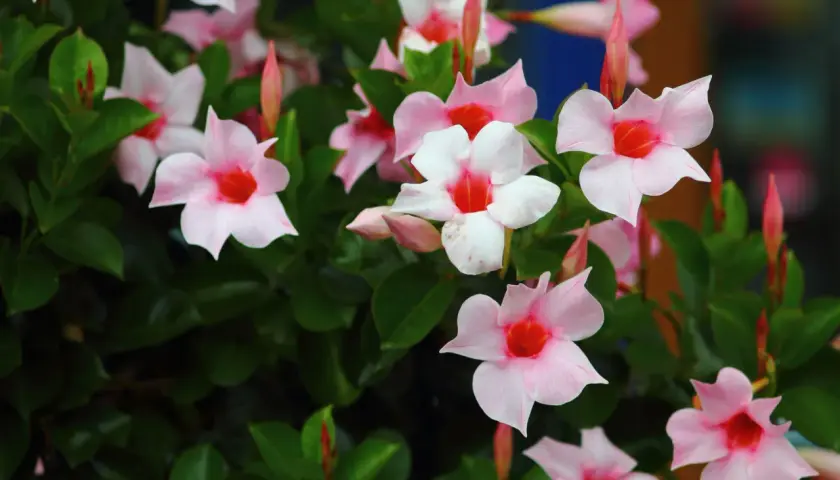 Fleurs de dipladenia en pleine terre, aux pétales roses et blancs avec un cœur rouge vif, s'épanouissent sur un feuillage vert luxuriant.