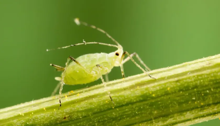 Puceron vert sur une tige, signe avant-coureur d'une invasion.