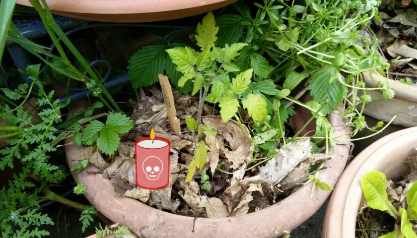 Un plant de tomate pâle et des feuilles mortes dans un pot. Une bougie avec une tête de mort suggère "pourquoi les plantes meurent chez moi".