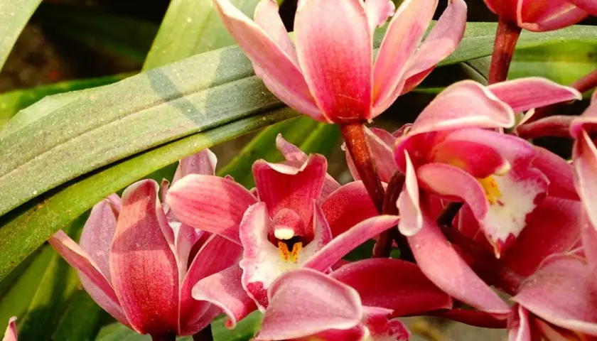 Kwitnące storczyki cymbidium w kolorze różowym z zielonymi liśćmi w tle.