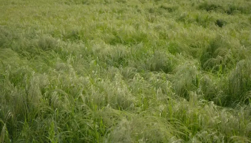 Campo verdeggiante mosso dal vento, con fili sottili che ricordano i semi di teff.