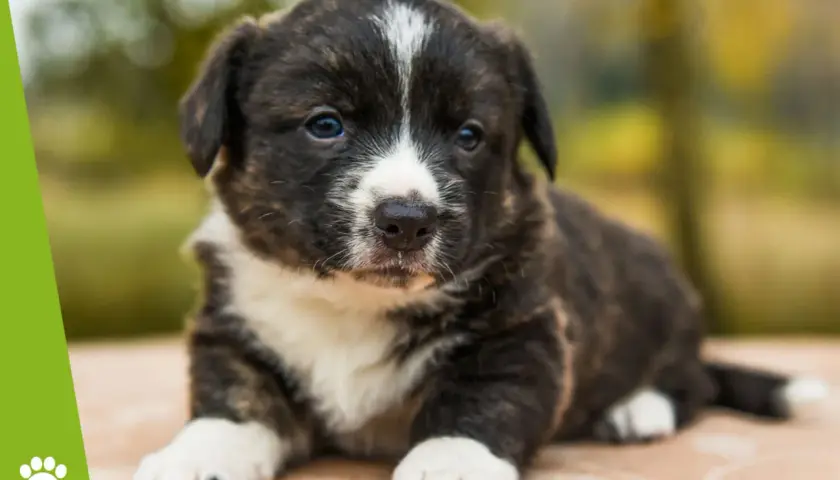 Kiedy można oddać szczeniaki? Kluczowe wskazówki, by uniknąć błędów w adopcji
