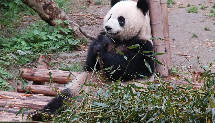 Pandy panda w polskich zoo - gdzie zobaczyć te urocze zwierzęta?