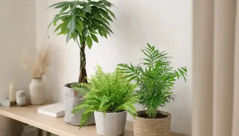 Drei grüne Zimmerpflanzen, darunter ein Farn und eine Palme, stehen auf einem Regal. Diese katzenfreundlichen Pflanzen bringen Leben in den Raum.