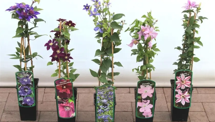 Fünf verschiedene Clematis-Sorten, bereit zum Clematis pflanzen: blau, dunkelrot, hellrosa und zweifarbig.