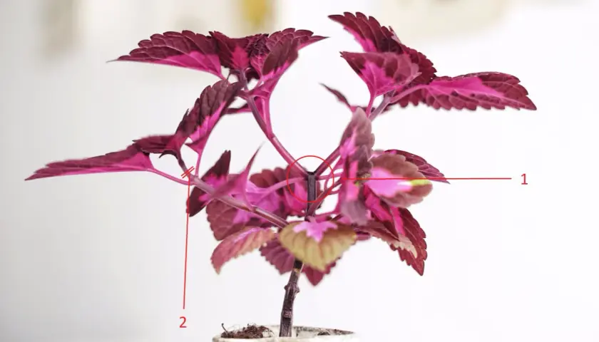 En vacker palettblad 'China Rose' med djupt rosa och lila blad.