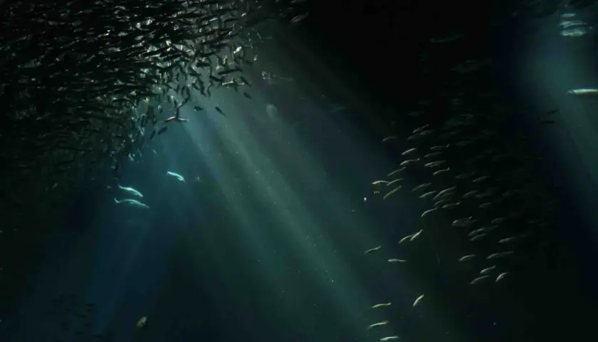 Un banco di pesci argentati nuota in un mare scuro, illuminato da raggi di luce che filtrano dall'alto. Un'immagine che potrebbe alimentare la fobia del mare.